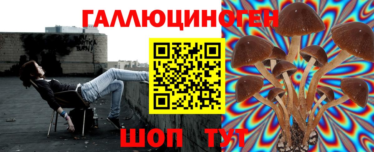 хочу   Псилоцибиновые грибы прущие грибы  Вход с VPN  Всеволожск  Псилоцибиновые грибы GOLDEN TEACHER 